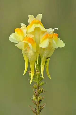 Common Toadflax (Linaria vulgaris)