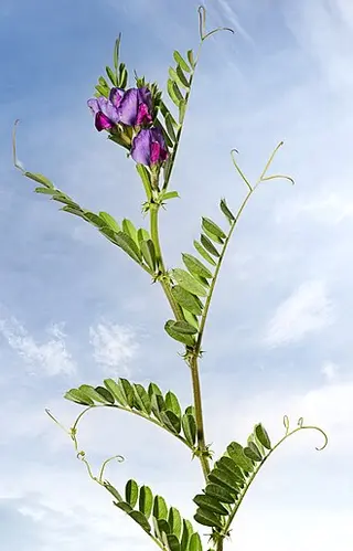 Common Vetch (Vicia sativa)