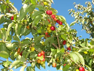 Cornelian Cherry (Cornus mas)