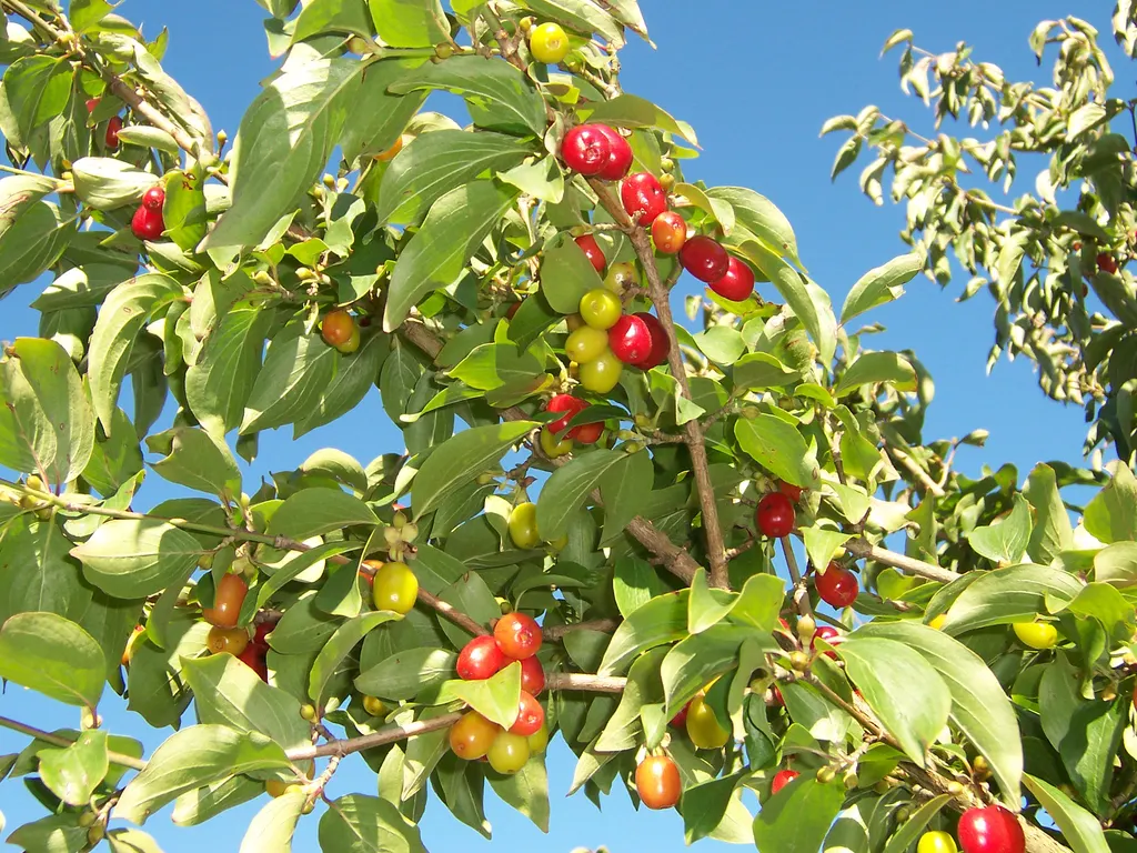 Cornelian Cherry (Cornus mas)