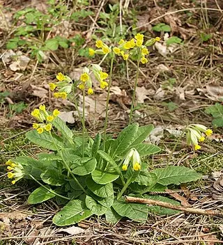Cowslip (Primula veris)