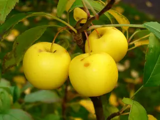 Crab Apple (Malus sylvestris)