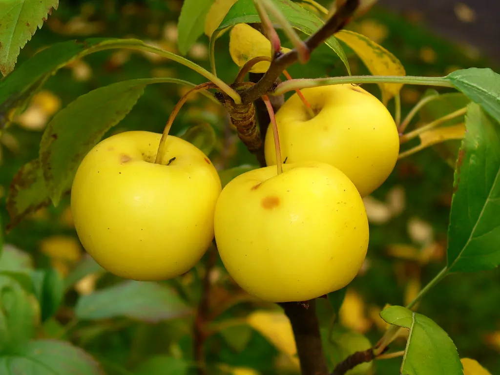 Crab Apple (Malus sylvestris)