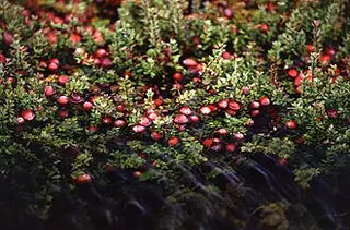 Cranberry (Vaccinium macrocarpon)