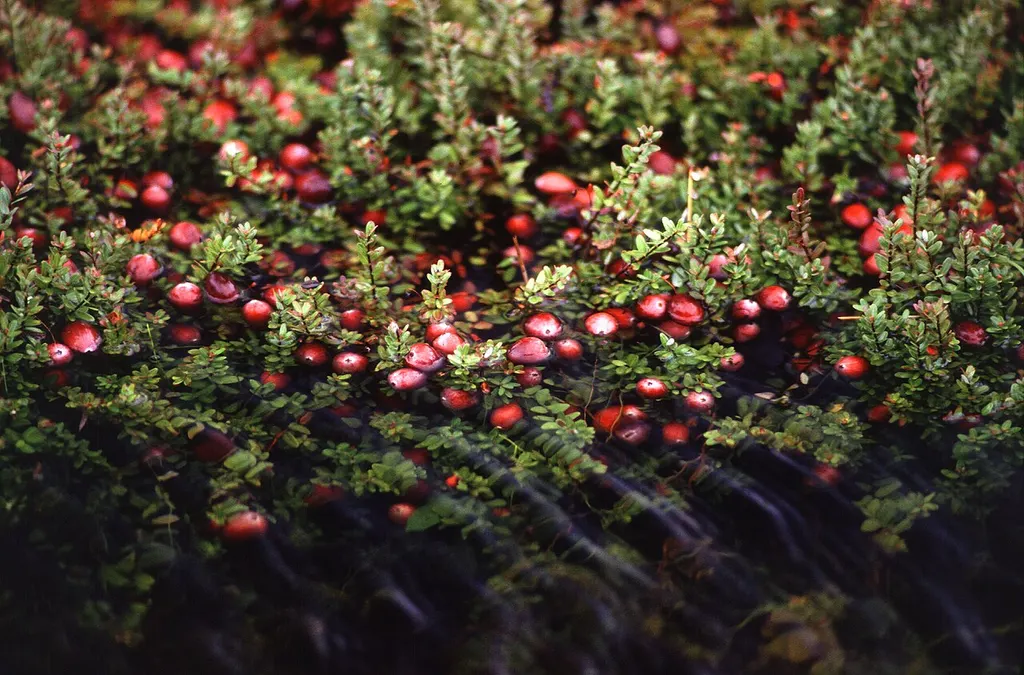 Cranberry (Vaccinium macrocarpon)