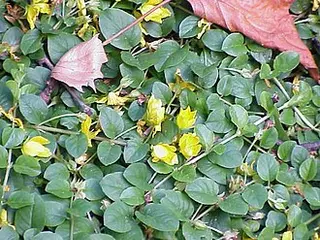 Creeping Jenny (Lysimachia nummularia)