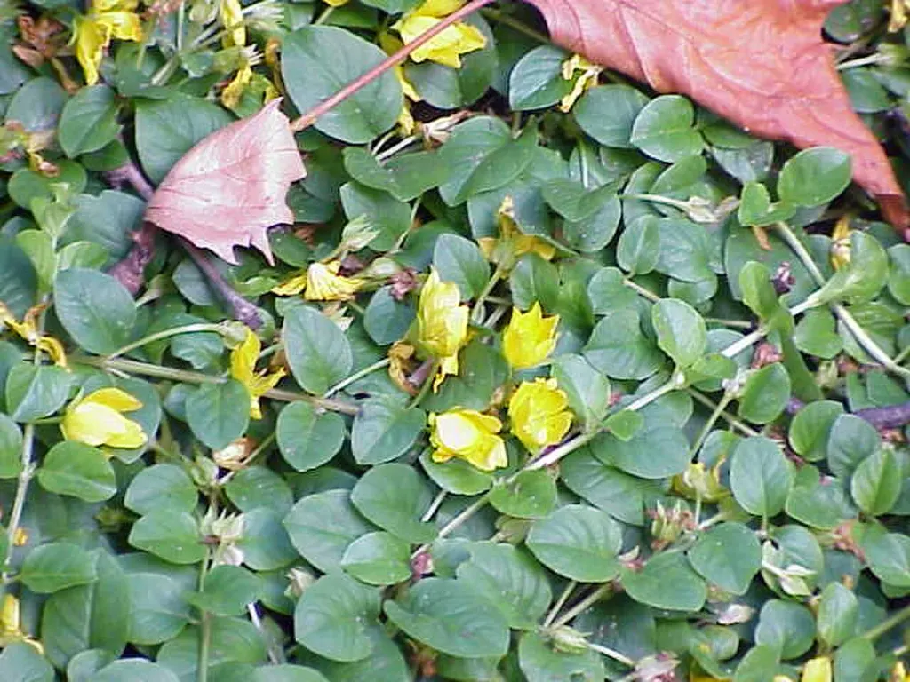 Creeping Jenny (Lysimachia nummularia)