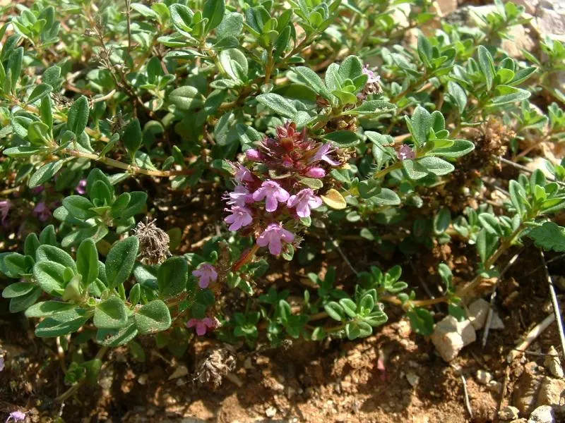 Creeping Thyme (Thymus serpyllum)
