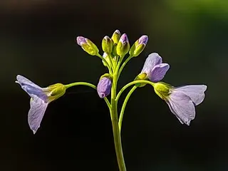 Cuckooflower (Lady's Smock) (Cardamine pratensis)