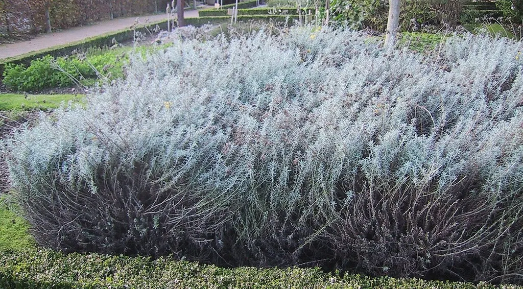 Curry Plant (Helichrysum italicum)