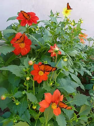 Dahlia (Dahlia pinnata)