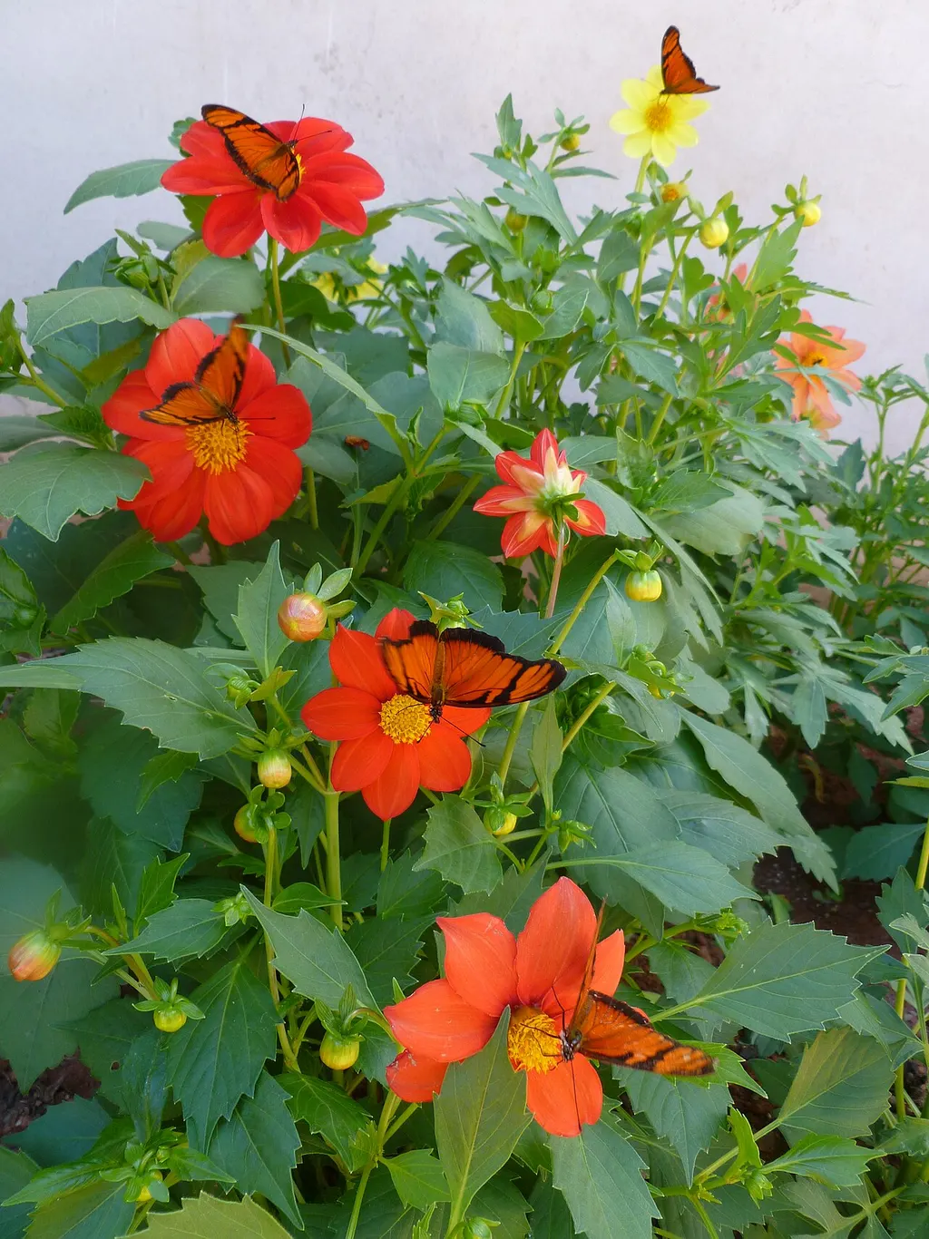 Dahlia (Dahlia pinnata)