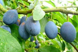 Damson (Prunus insititia)