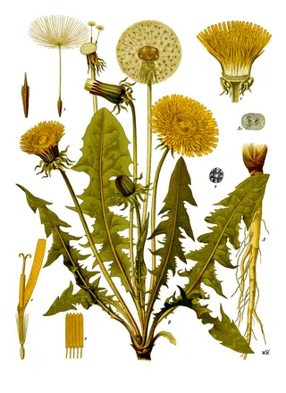 Dandelion (Taraxacum officinale)