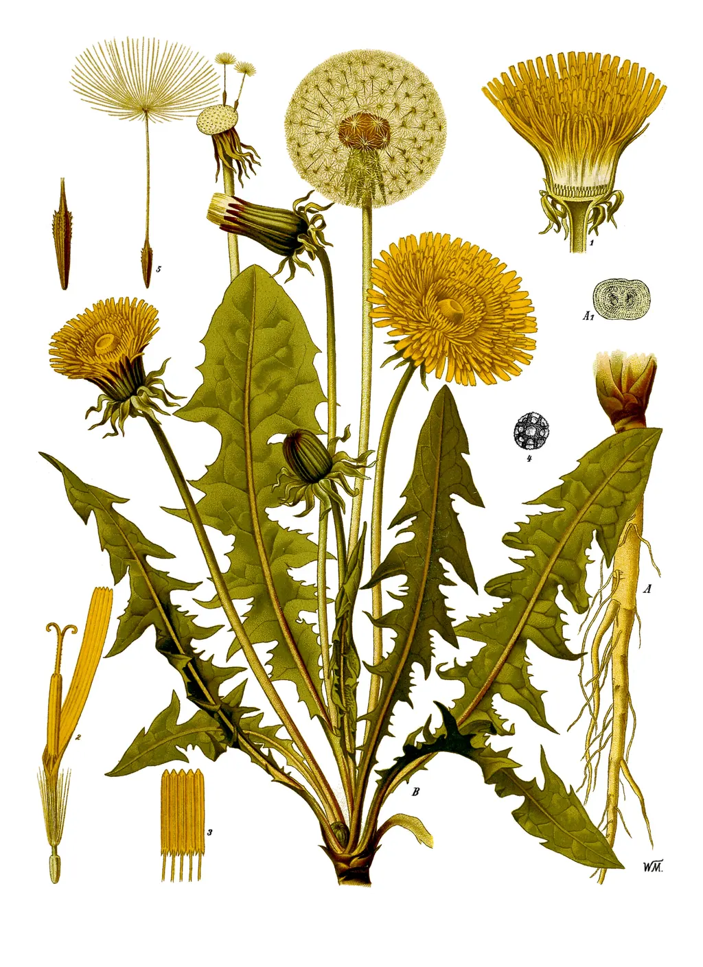Dandelion (Taraxacum officinale)