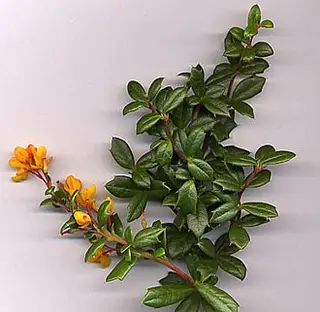 Darwin's Barberry (Berberis darwinii)