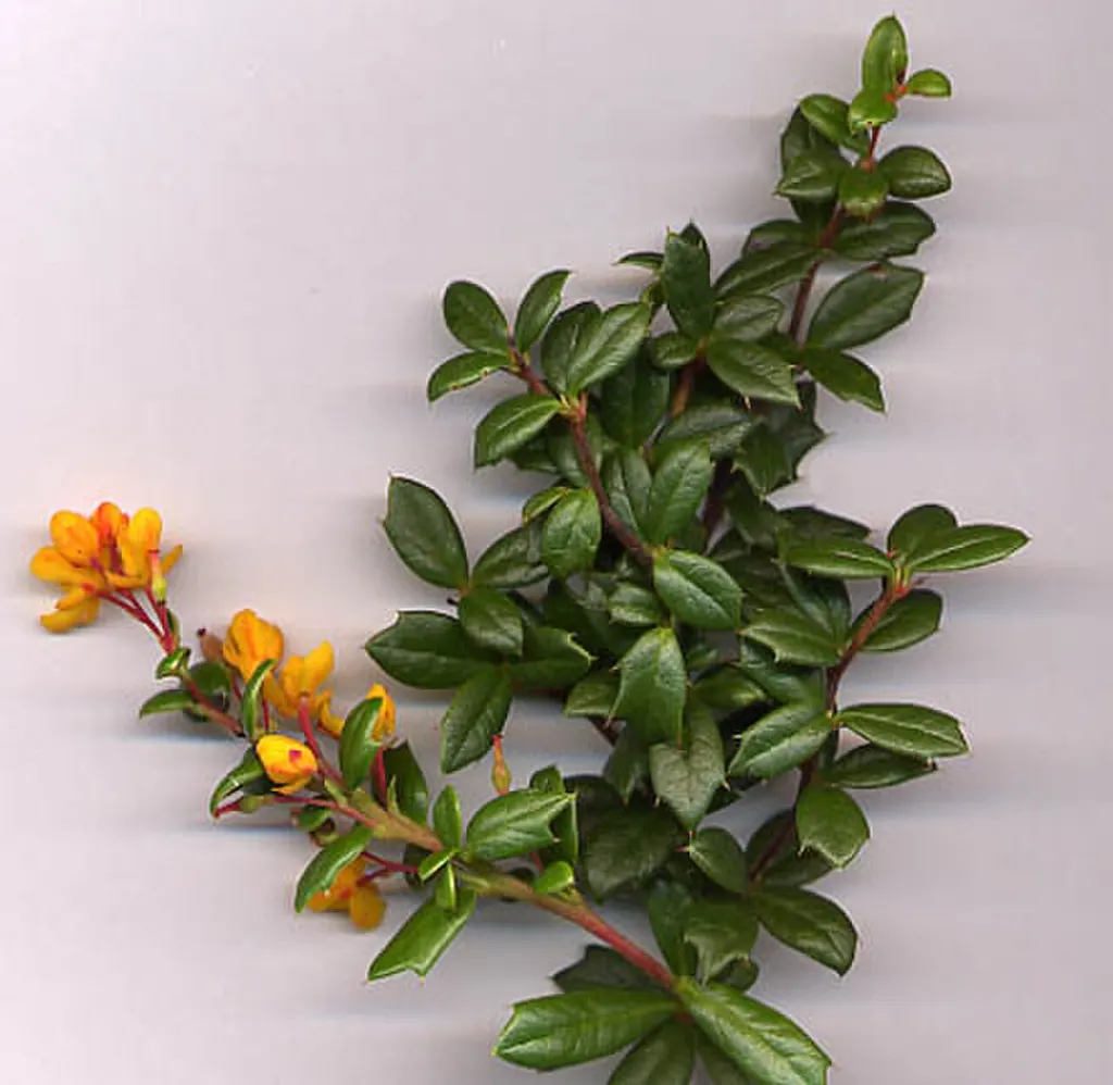 Darwin's Barberry (Berberis darwinii)