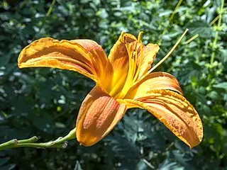 Daylily (Hemerocallis fulva)