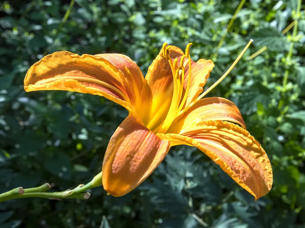 Daylily (Hemerocallis fulva)