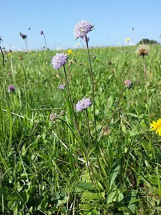 Devil's-bit Scabious (Succisa pratensis)