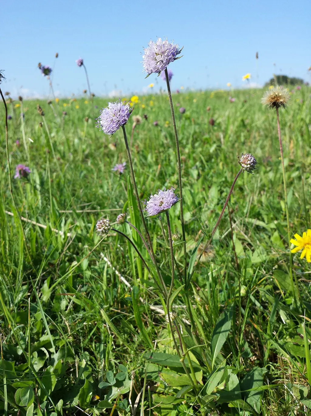 Devil's-bit Scabious (Succisa pratensis)