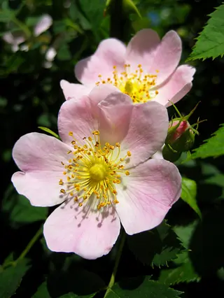 Dog Rose (Rosa canina)