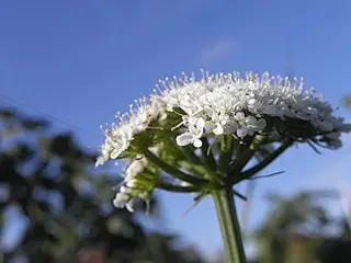 Earth Chestnut (Great Pignut) (Bunium bulbocastanum)