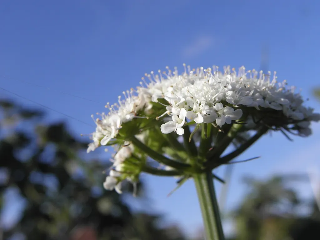 Earth Chestnut (Great Pignut) (Bunium bulbocastanum)