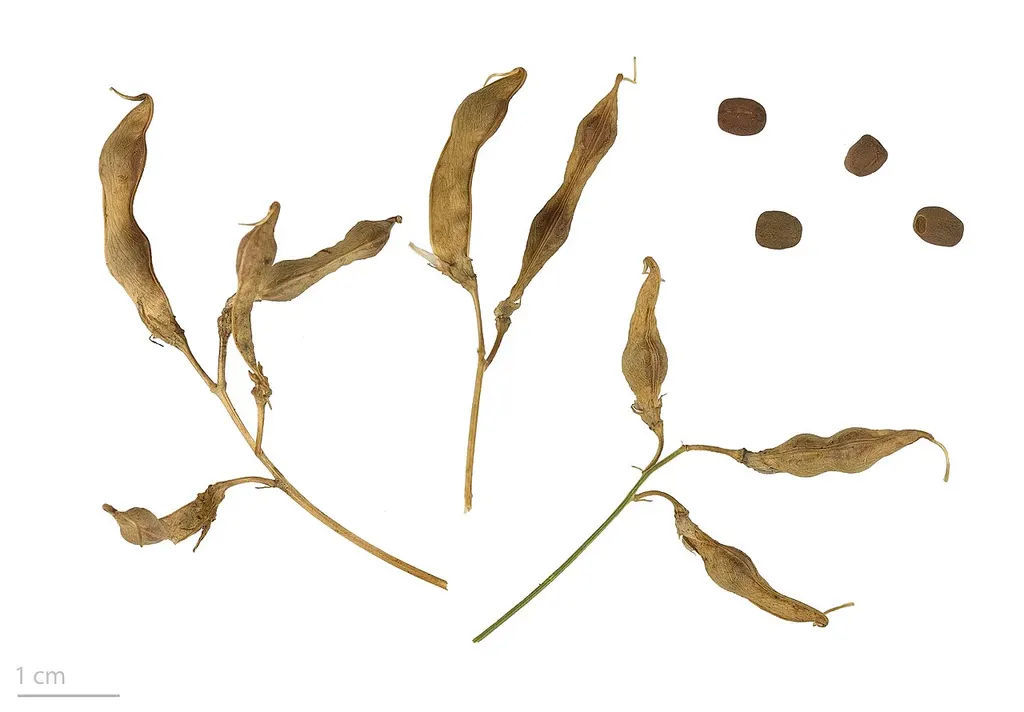 Earthnut Pea (Lathyrus tuberosus)