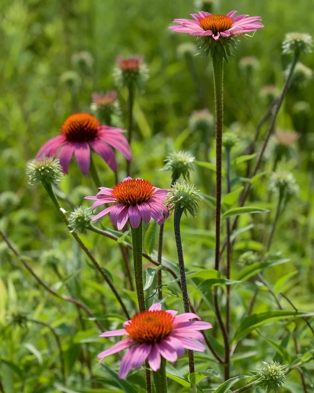 Echinacea (Coneflower) (Echinacea purpurea)