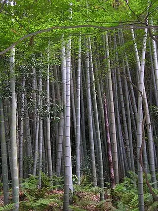 Edible Bamboo (Moso) (Phyllostachys edulis)
