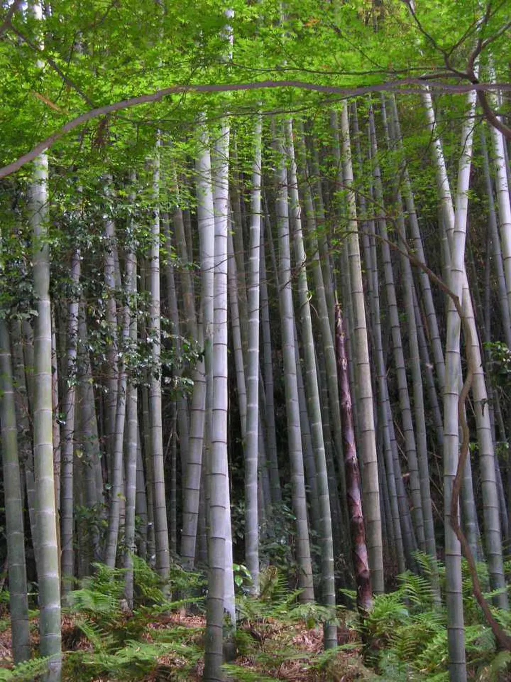 Edible Bamboo (Moso) (Phyllostachys edulis)