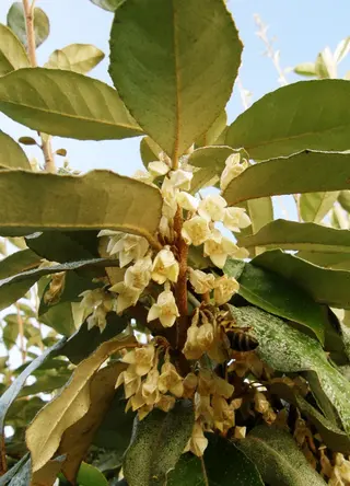 Oleaster (Ebbing's Silverberry) (Elaeagnus × ebbingei)
