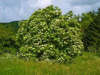 Elder (Sambucus nigra)