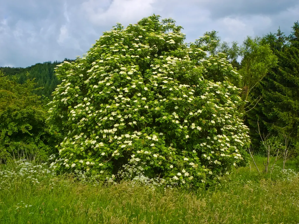 Elder (Sambucus nigra)