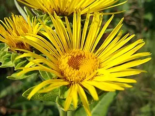 Elecampane (Inula helenium)