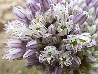 Elephant Garlic (Allium ampeloprasum)