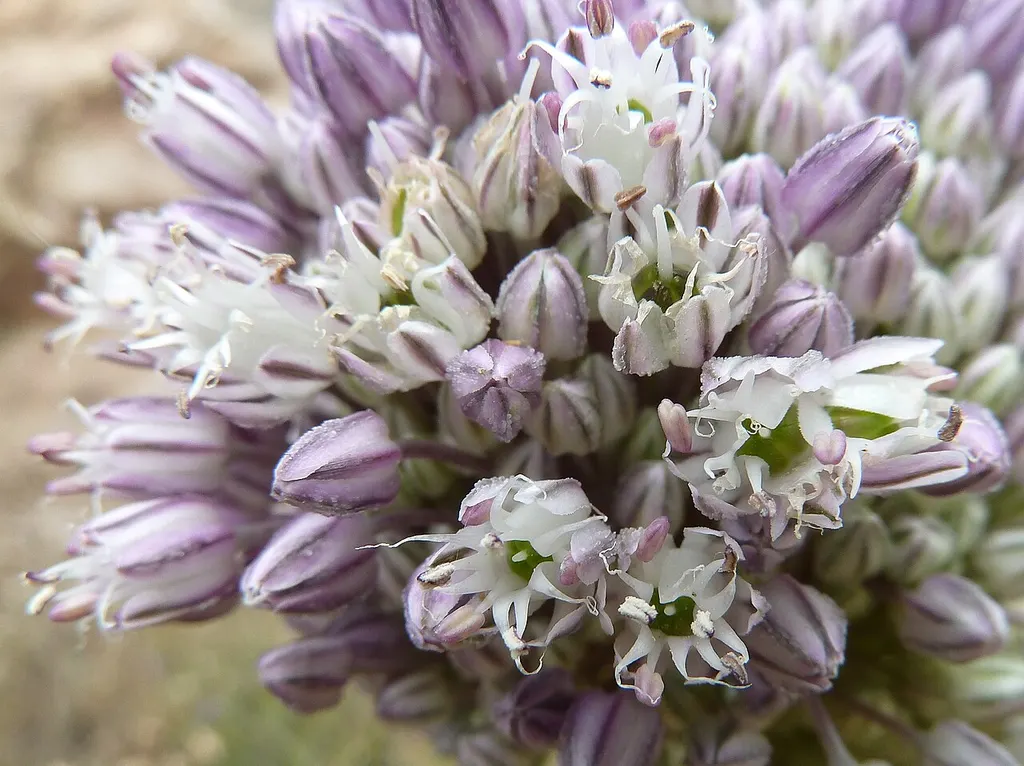 Elephant Garlic (Allium ampeloprasum)