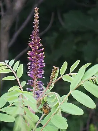 False Indigo (Amorpha) (Amorpha fruticosa)