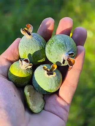 Feijoa (Pineapple Guava) (Acca sellowiana)