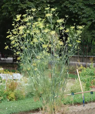 Fennel (Foeniculum vulgare)