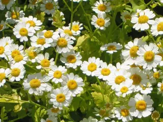 Feverfew (Tanacetum parthenium)