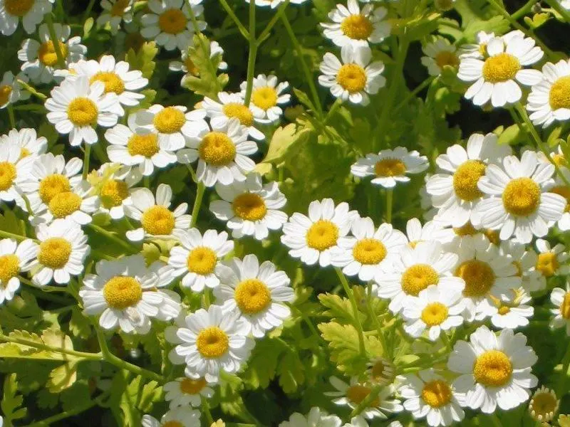 Feverfew (Tanacetum parthenium)