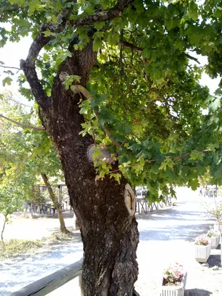 Field Maple (Acer campestre)