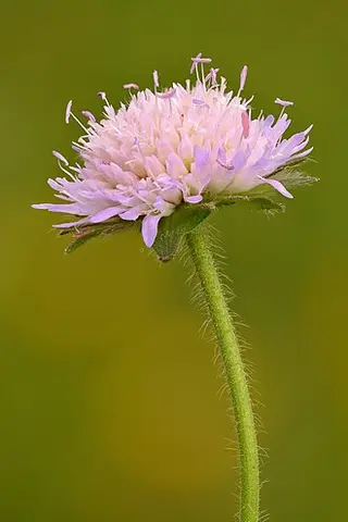 Field Scabious (Knautia arvensis)