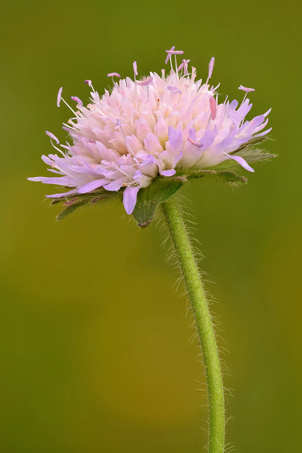 Field Scabious (Knautia arvensis)
