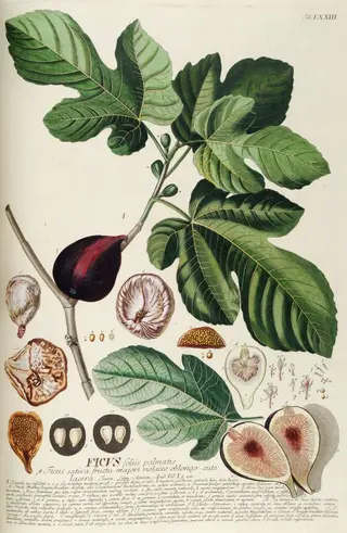 Fig (Ficus carica)