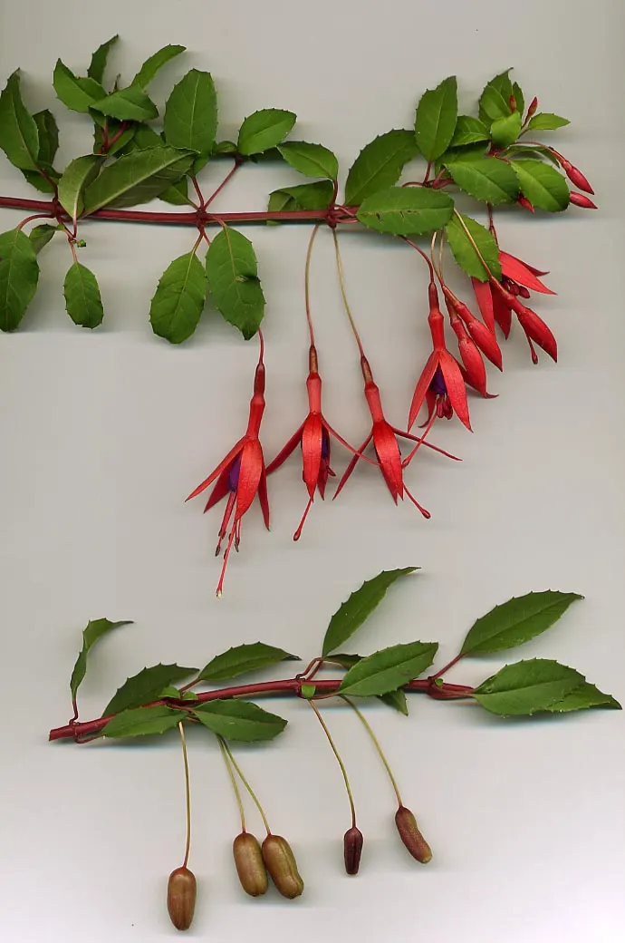 Hardy Fuchsia (Fuchsia magellanica)