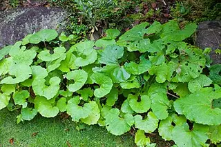Fuki (Giant Butterbur) (Petasites japonicus)