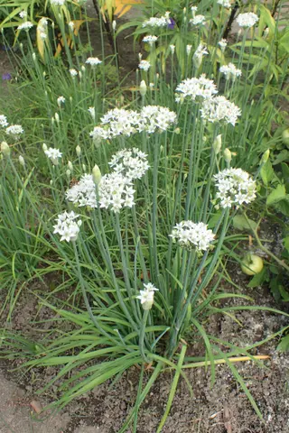 Garlic Chives (Allium tuberosum)